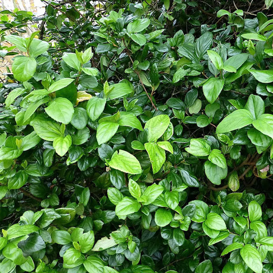 Viburnum mascantha 1