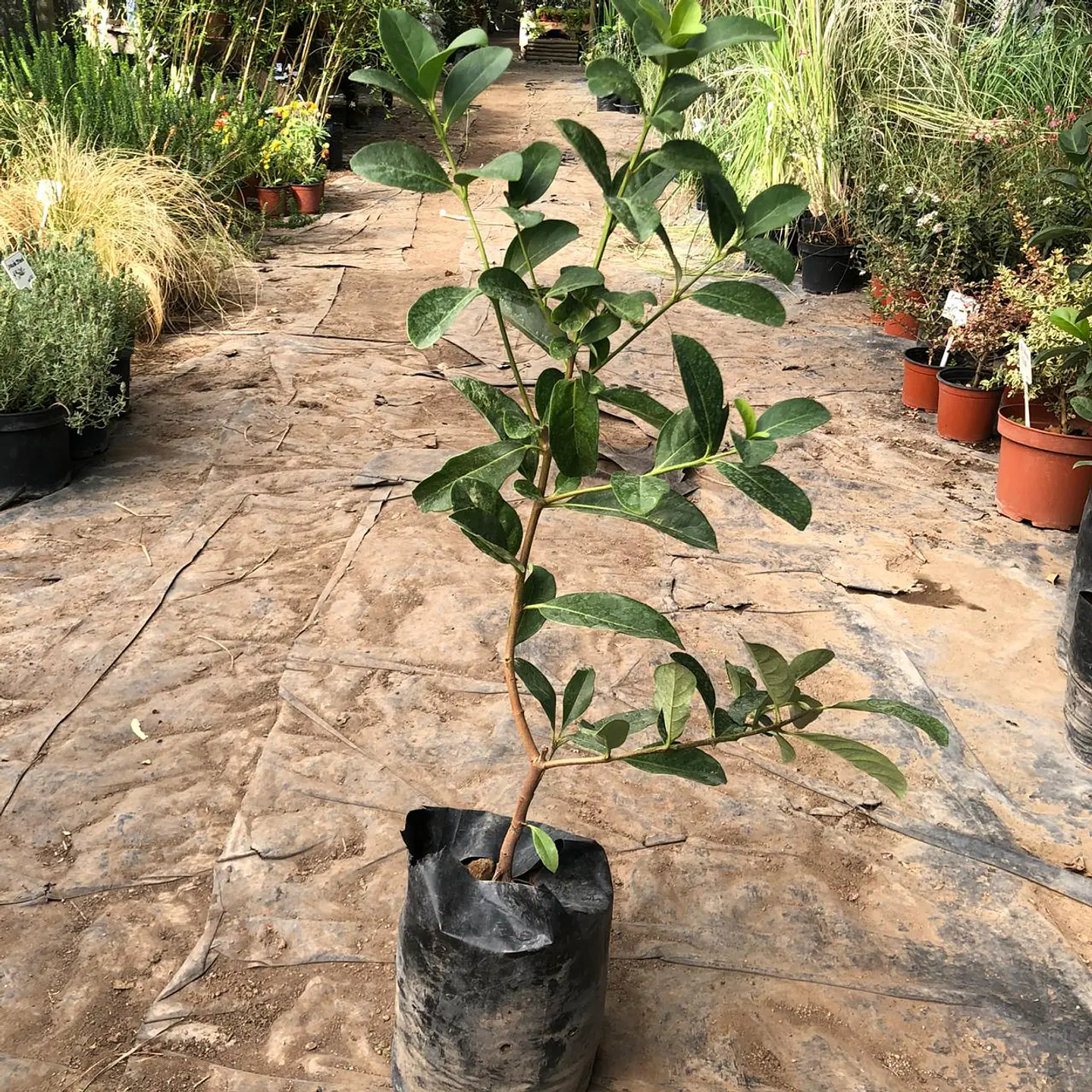Viburnum mascantha 3