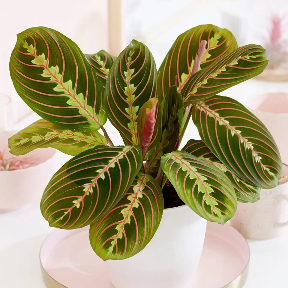 Maranta leuconeura 1