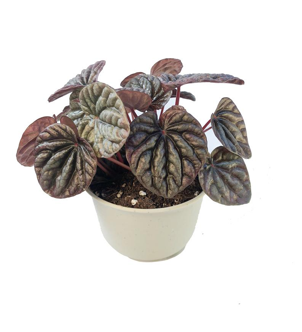 Peperomia caperata