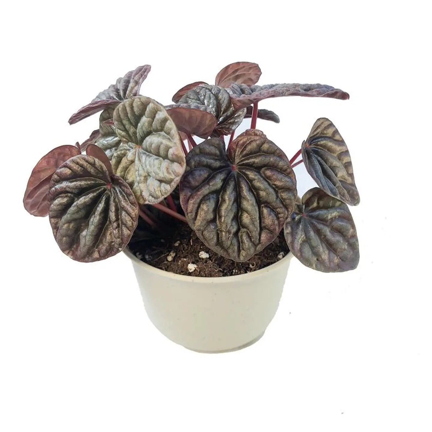 Peperomia caperata 1
