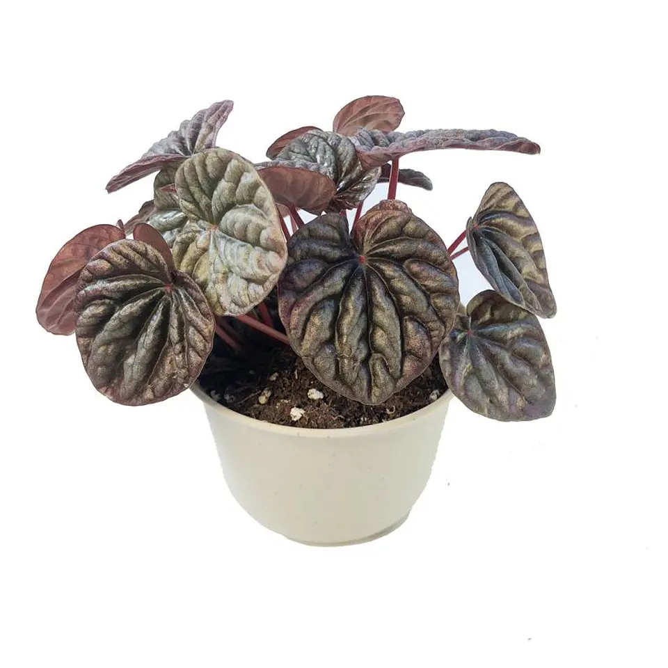 Peperomia caperata 1