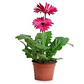 Gerbera - Miniatura 2