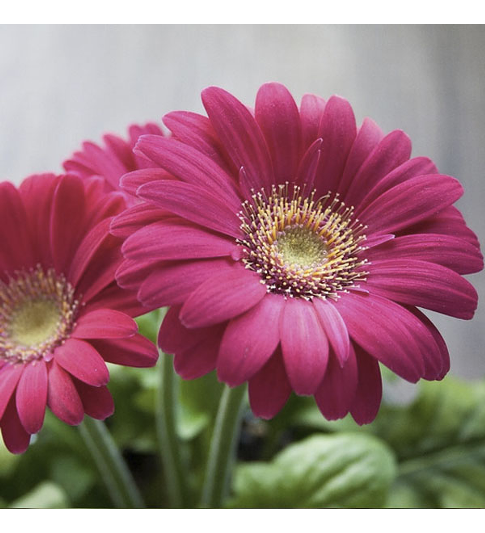 Gerbera