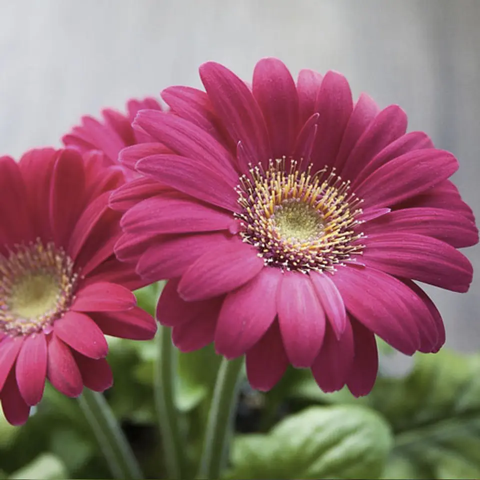 Gerbera 1