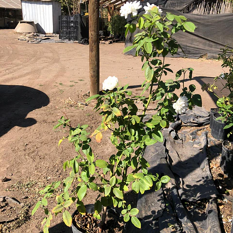 Rosa floribunda iceberg