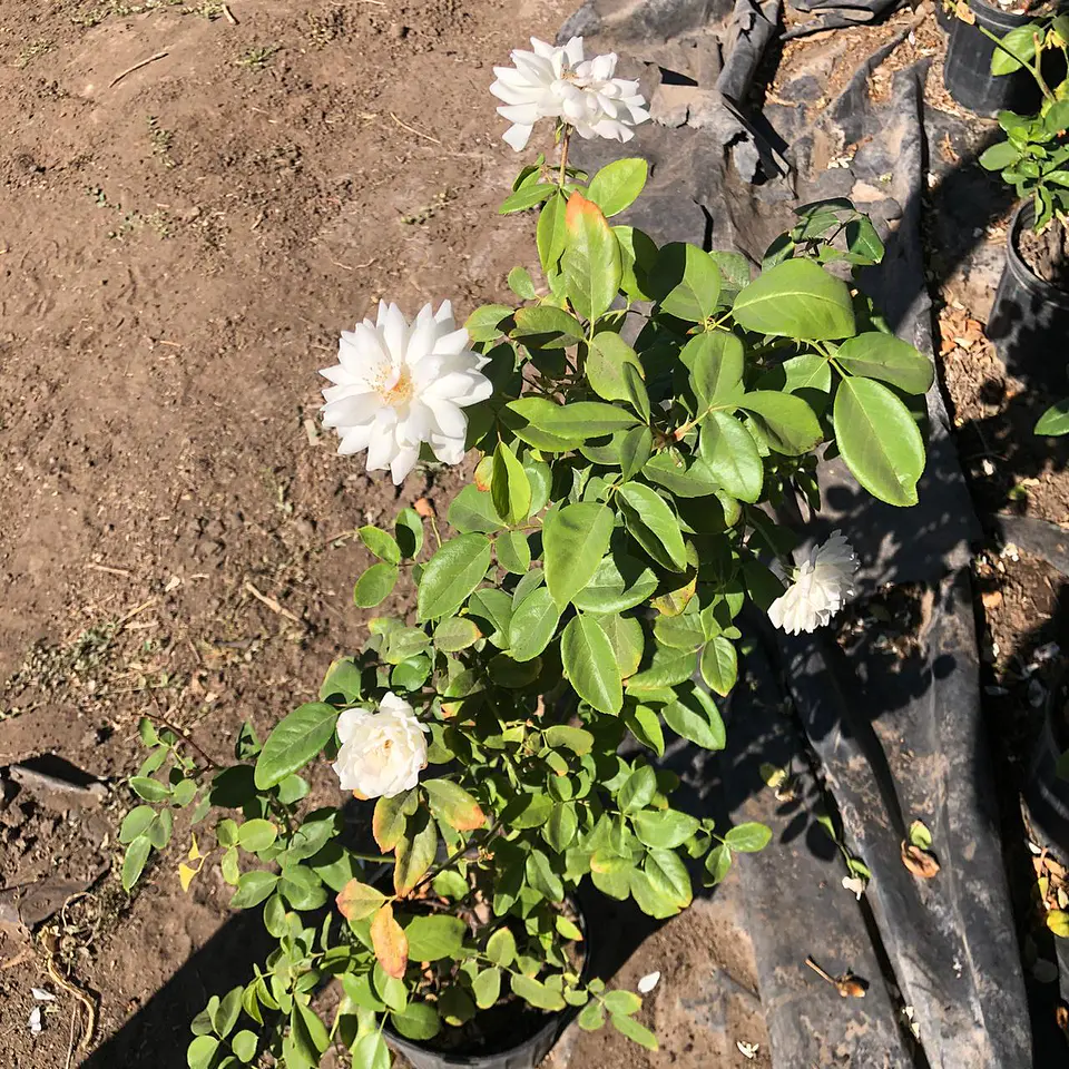 Rosa floribunda iceberg 3