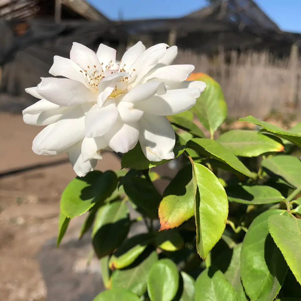 Rosa floribunda iceberg 4