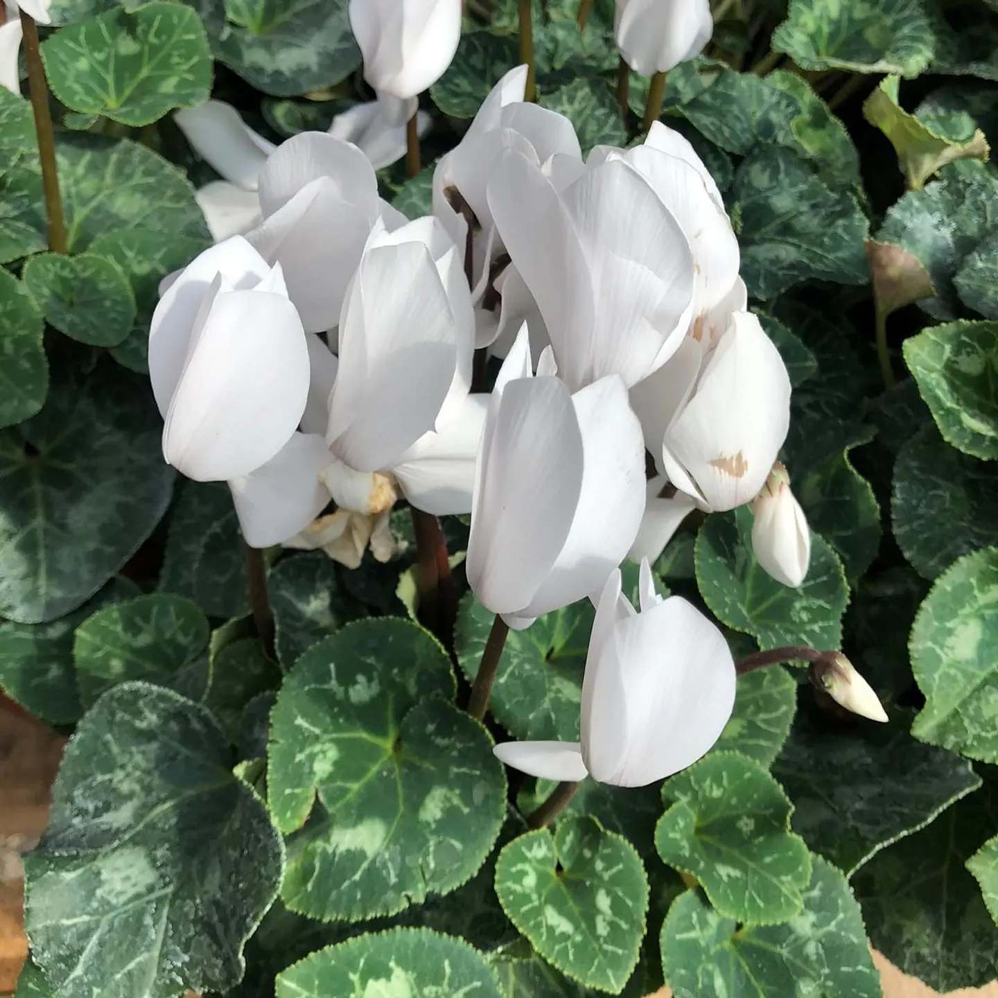 Cyclamen 4