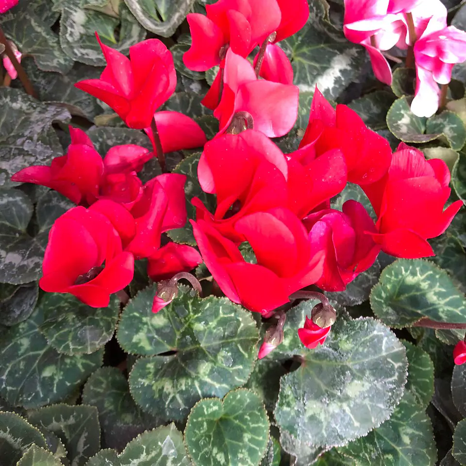 Cyclamen 5