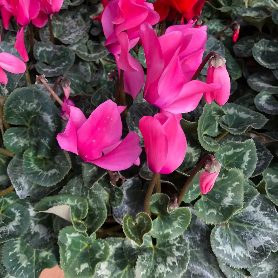 Cyclamen 6