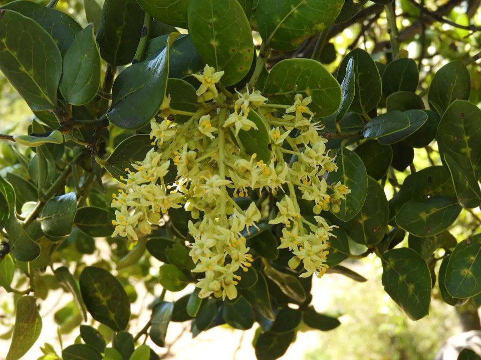 Naranjillo 1