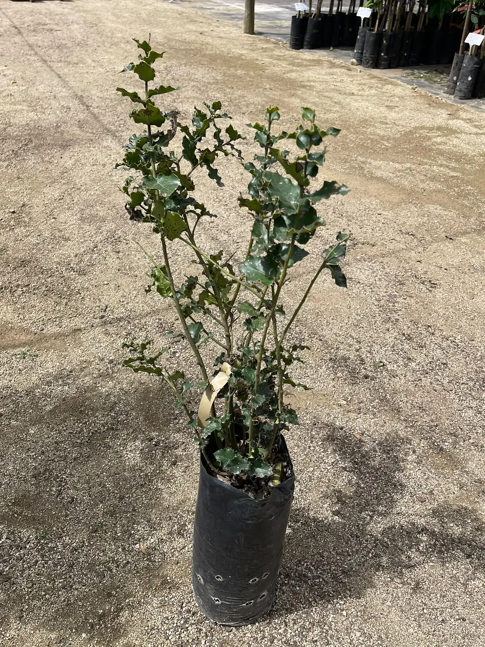 Naranjillo 2