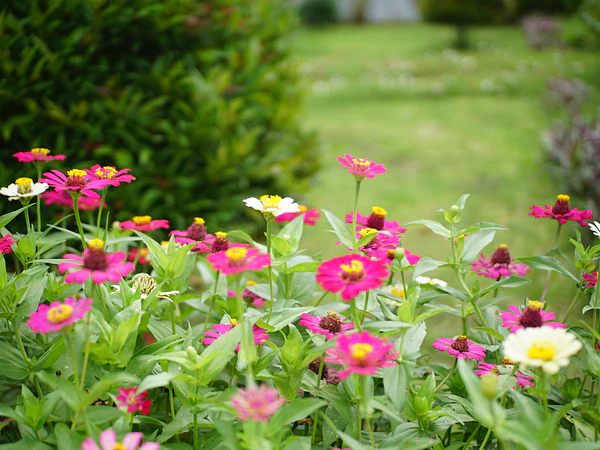 Cómo tener flores durante toda la primavera y el verano: combina plantas de floración larga y escalonada