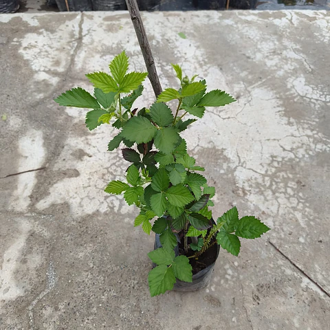 Mora Cheroki