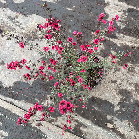 Leptospermum