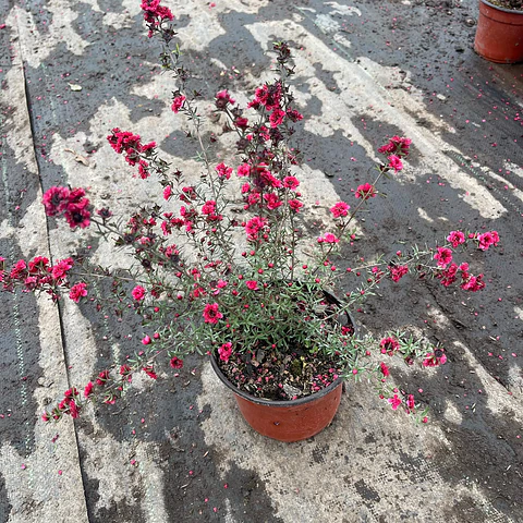 Leptospermum