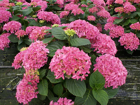 Hortensia Early Pink