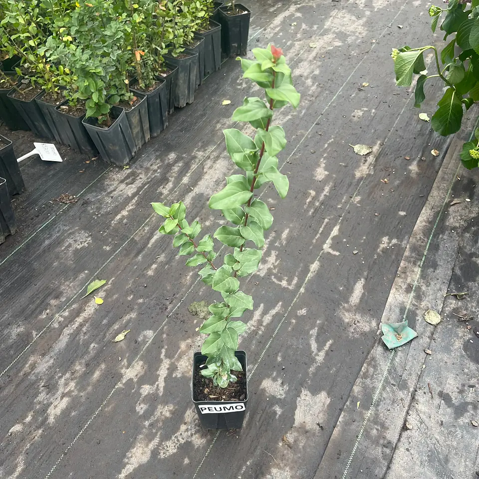 Peumo 5