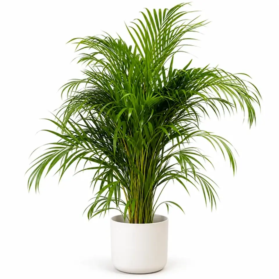 Palmera Areca 1