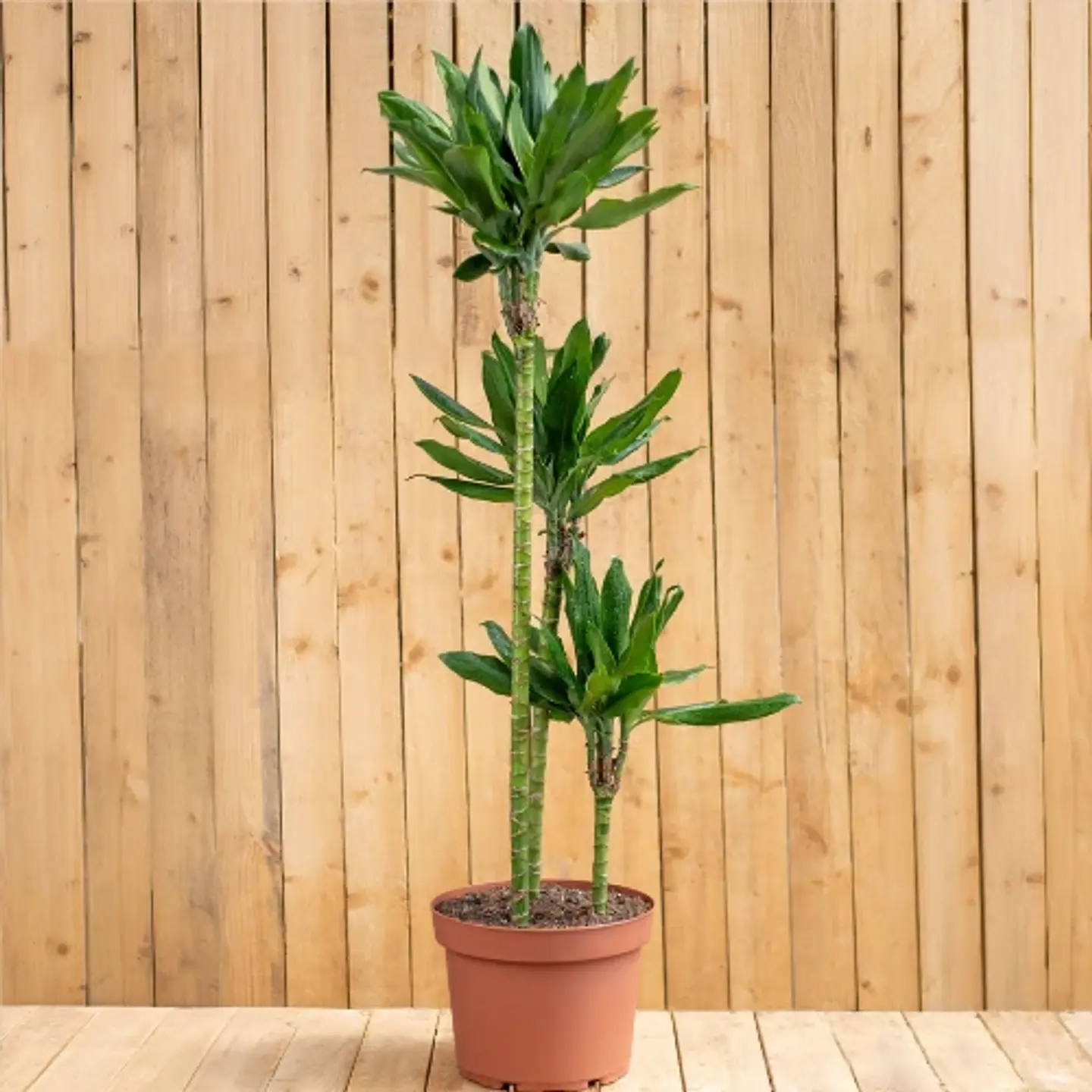 Dracaena Steudneri Trio 1