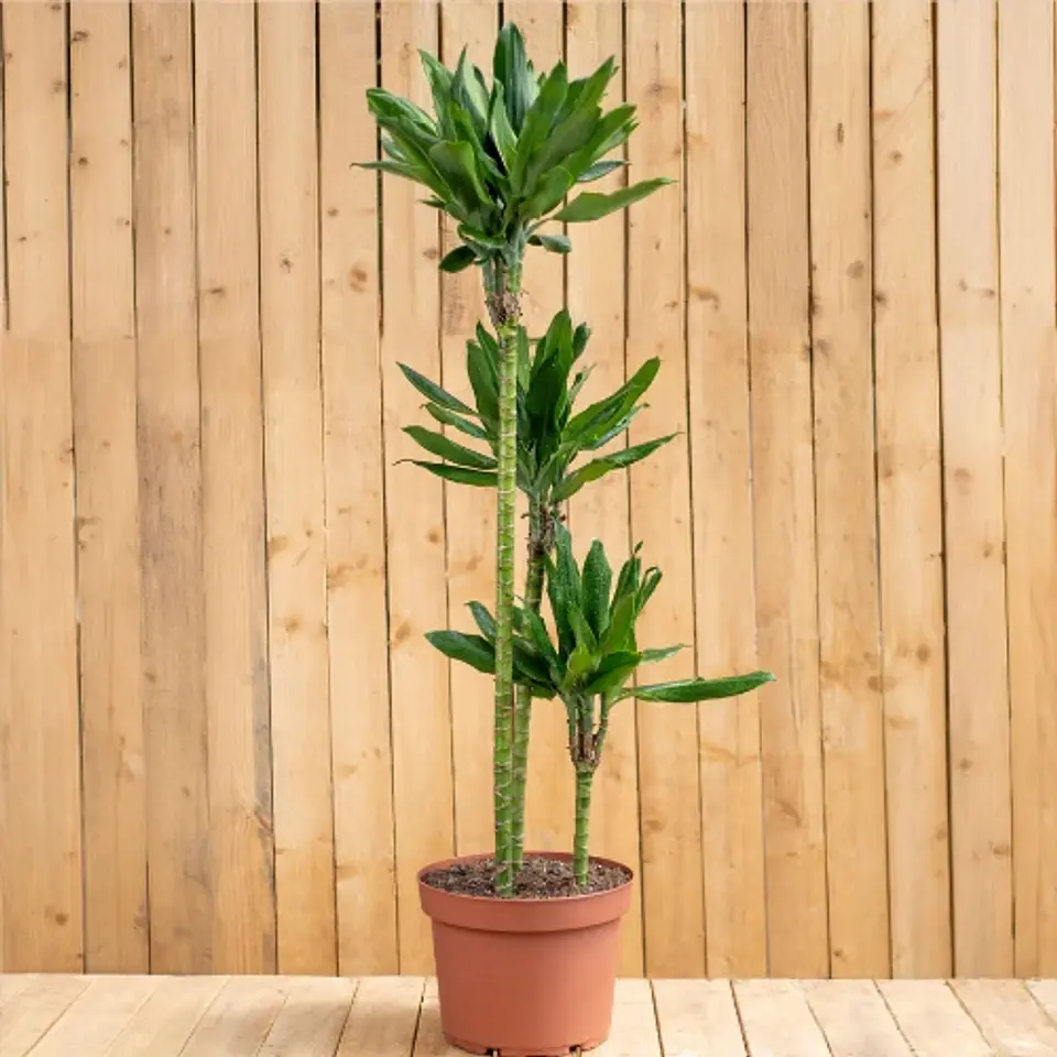 Dracaena Steudneri Trio 1