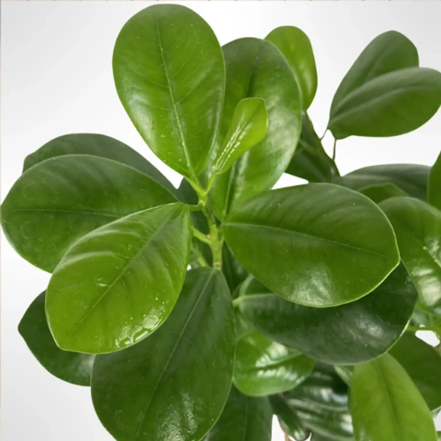 Ficus Moclame 2