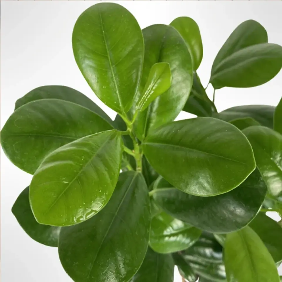 Ficus Moclame 2