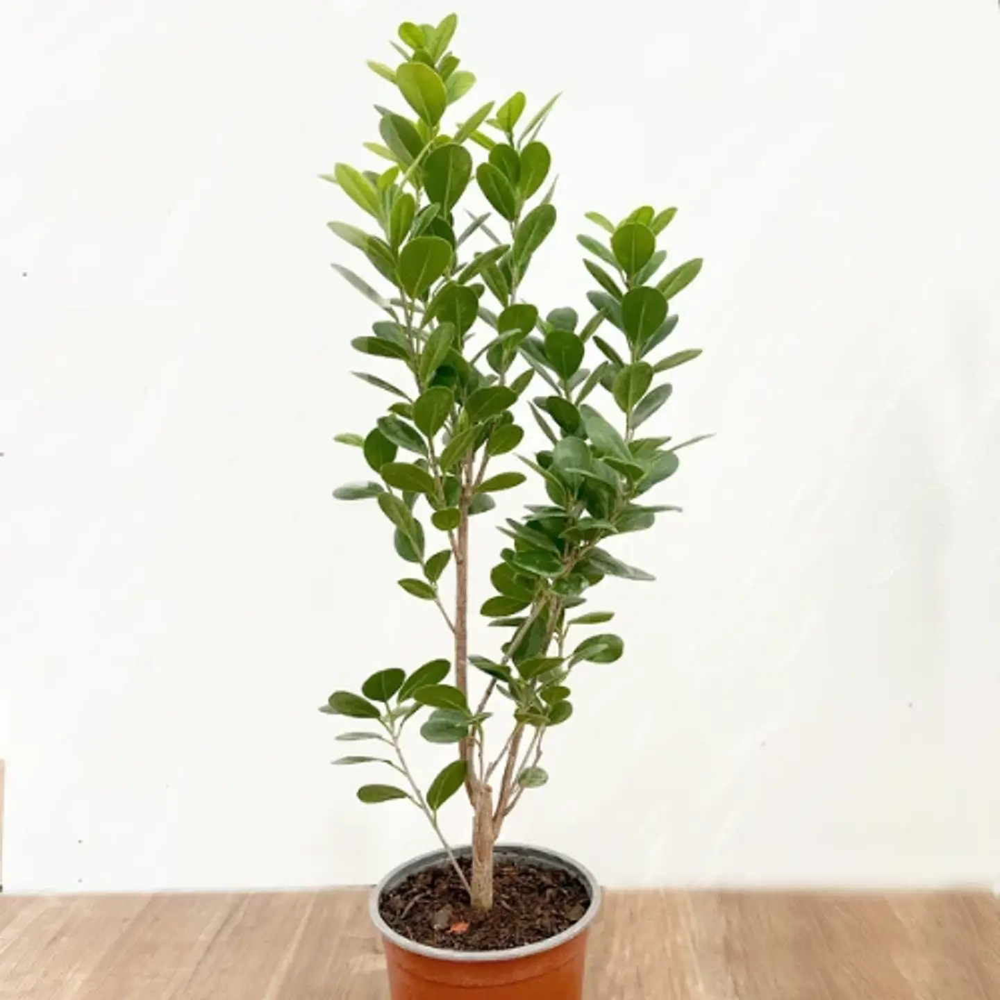 Ficus Moclame 1