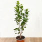 Ficus Moclame - Miniatura 1