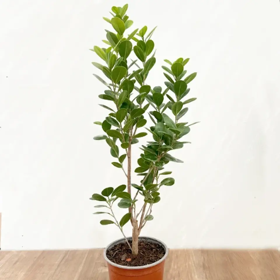 Ficus Moclame 1