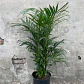 Chamaedorea Cataractarum - Miniatura 2