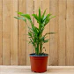 Chamaedorea Cataractarum - Miniatura 1