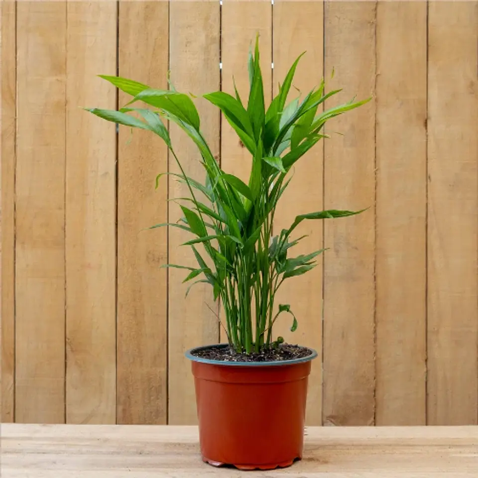 Chamaedorea Cataractarum 1