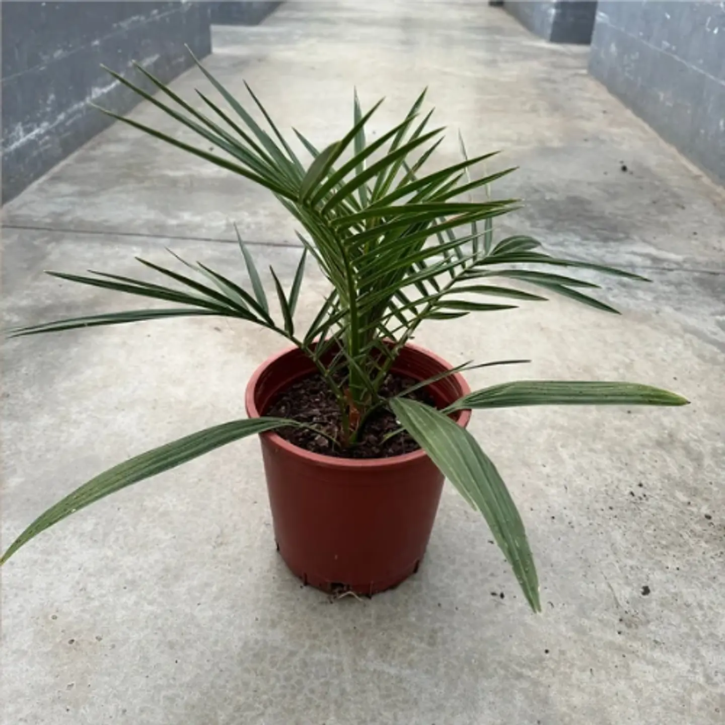 Palmera Datilera 1