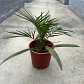 Palmera Datilera - Miniatura 1