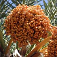 Palmera Datilera - Miniatura 2