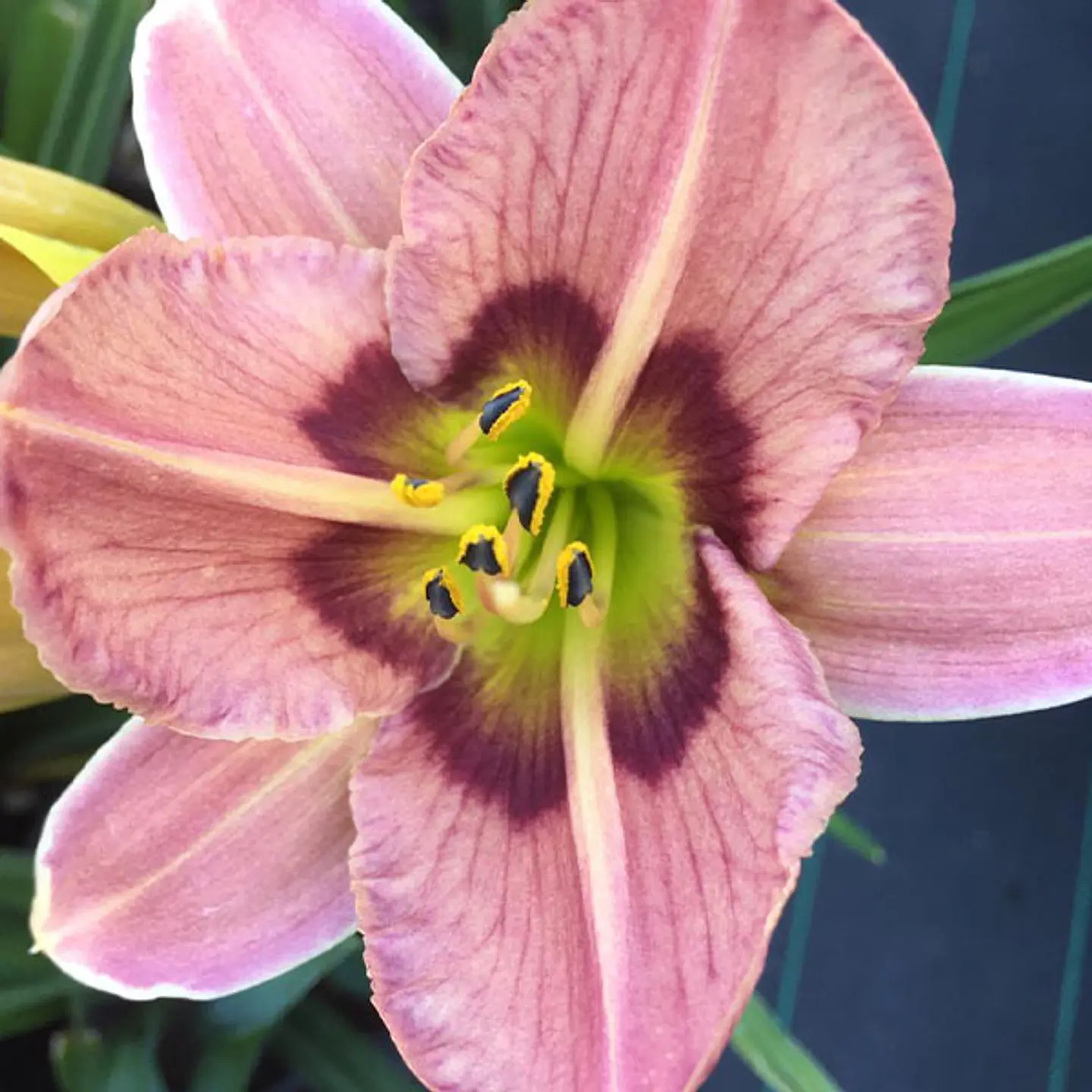 Hemerocallis Dead Ringer 1
