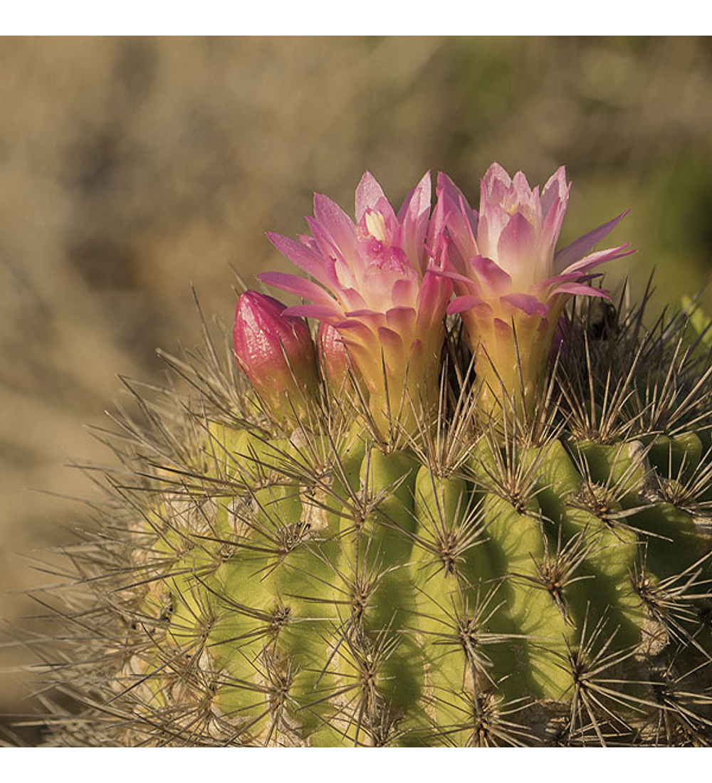 Cactus eriosyce