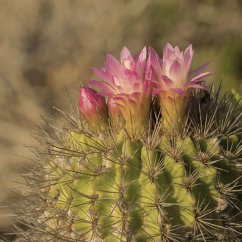 Cactus eriosyce