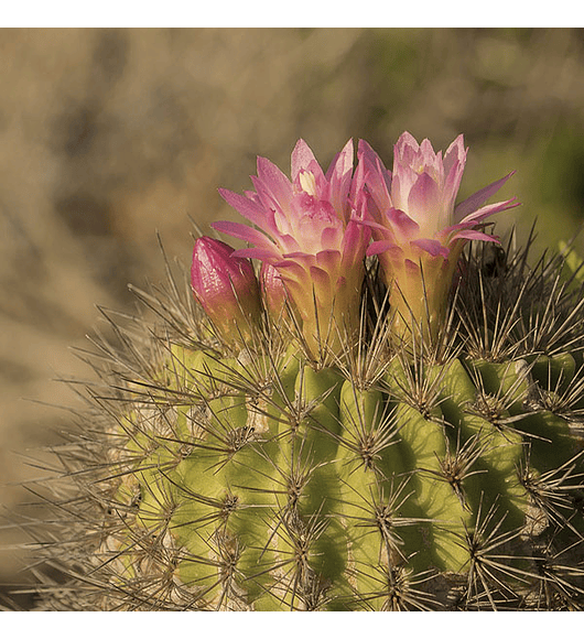 Cactus eriosyce