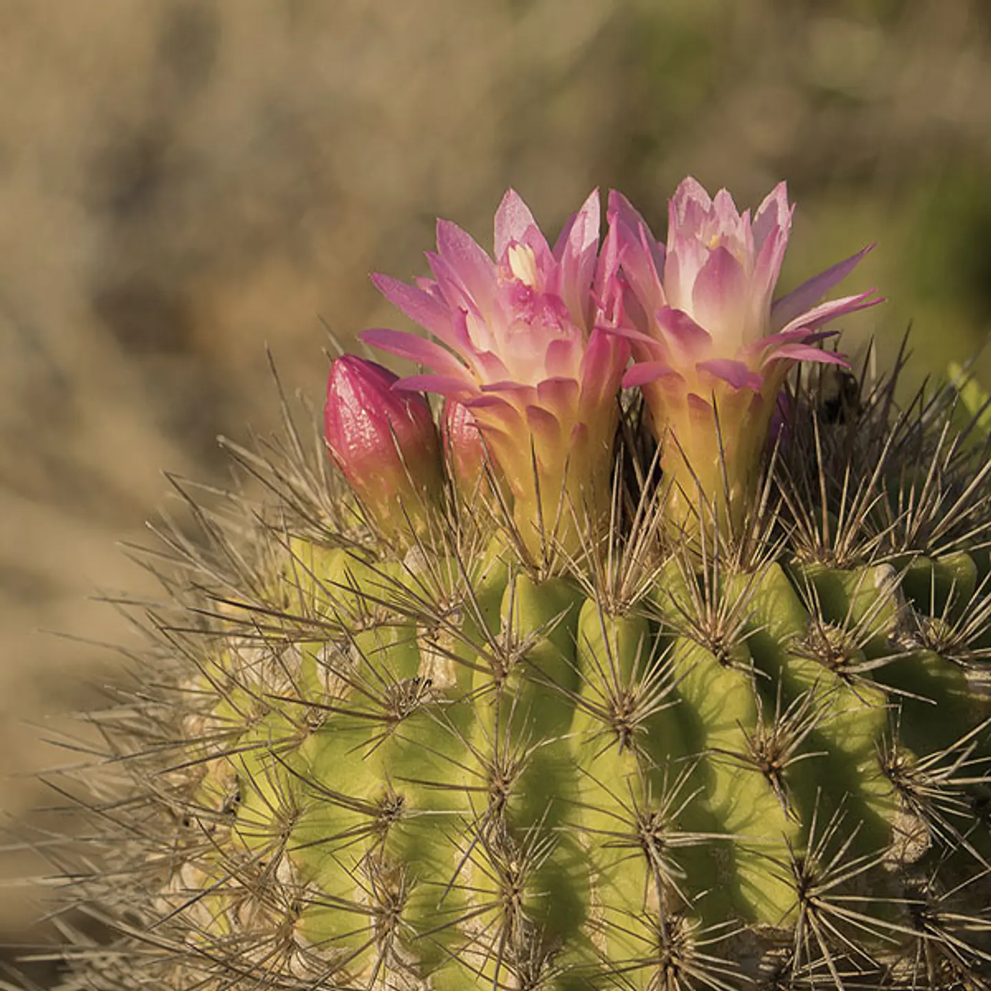 Cactus eriosyce 1