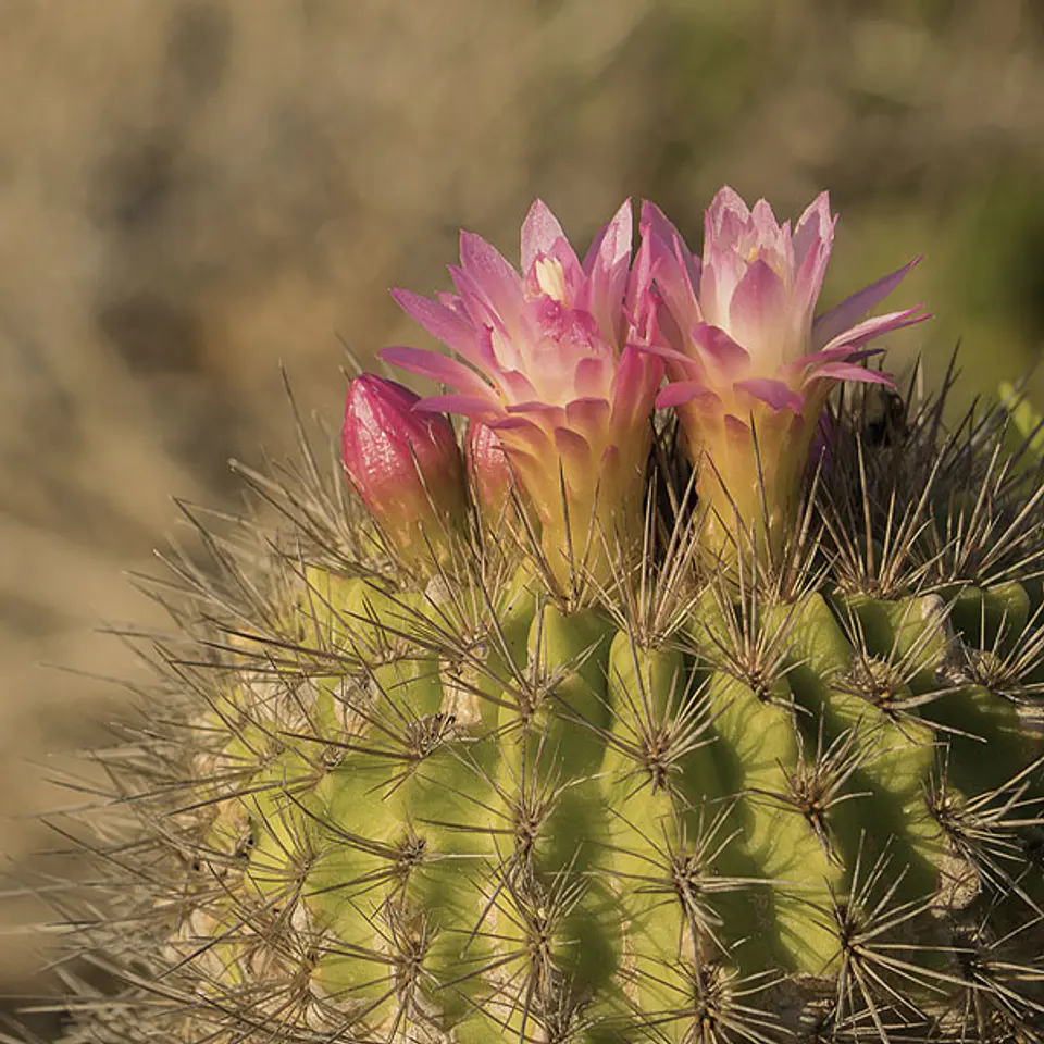 Cactus eriosyce 1