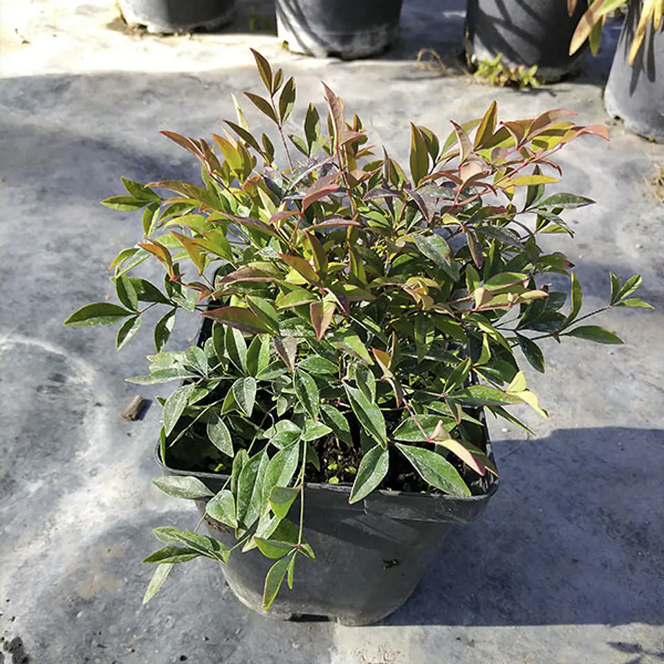 Nandinas 4