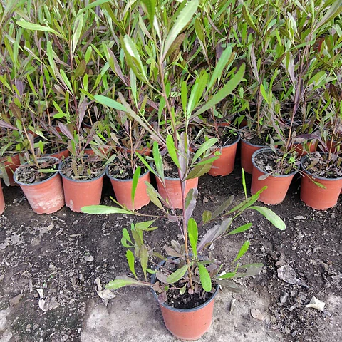 Stenocarpus rojo