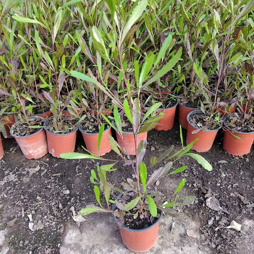 Stenocarpus rojo 2