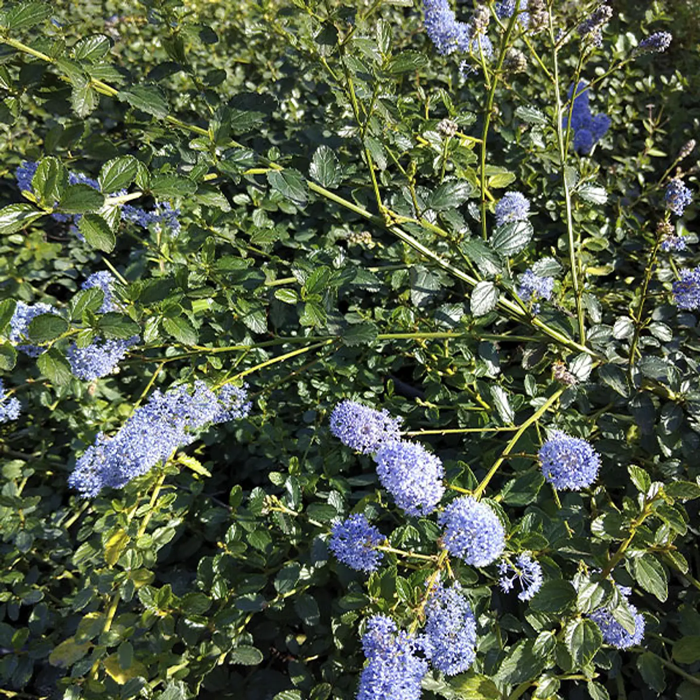 Ceanothus rastrero 1
