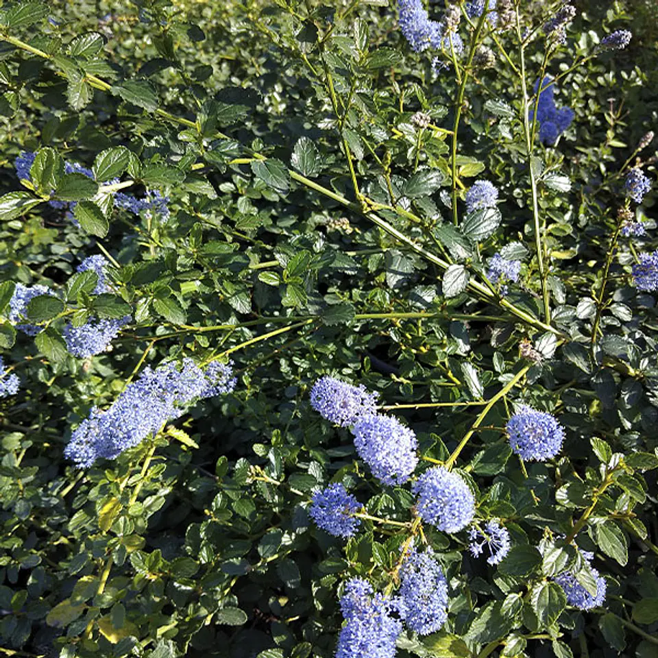 Ceanothus rastrero 1