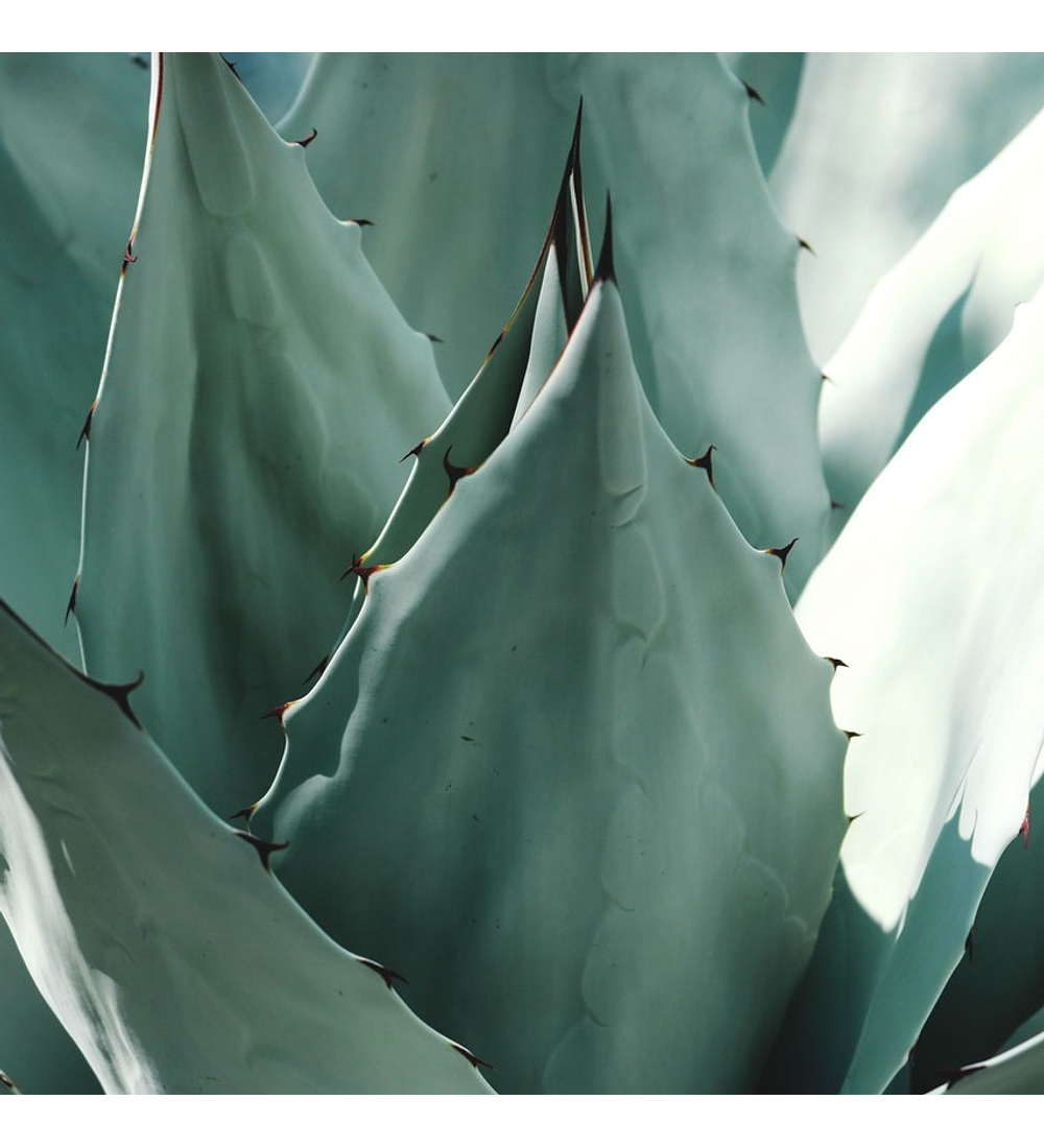 Agave