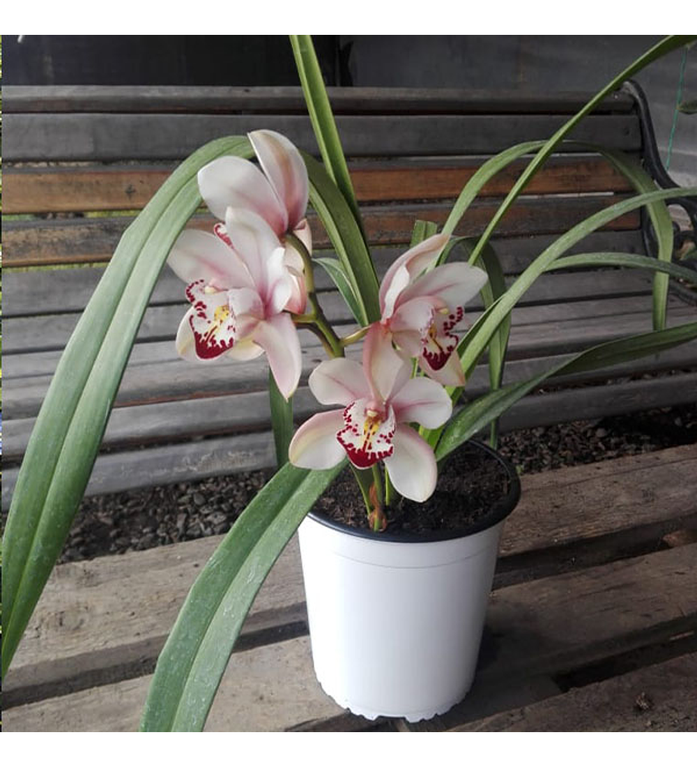 Orquídea cymbidium